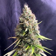 Critical Soma