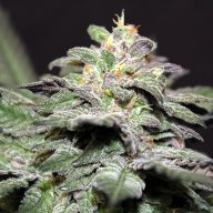Blue Lemon