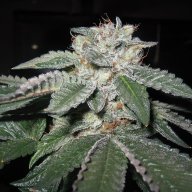 Master Kush