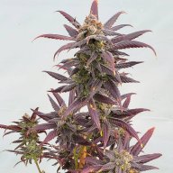 Kaua'i Electric