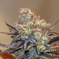Strawberry Alien Kush