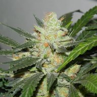 Golden Goat