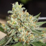 Strawberry Blonde