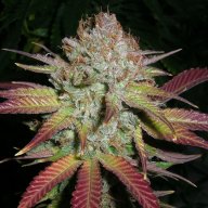 Grapefruit Diesel