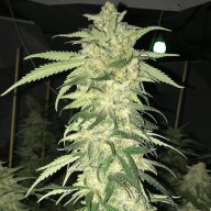 Cheesewreck