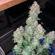 Jah Kush
