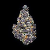 Purple Tangie