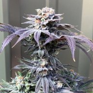 Sour Urkle
