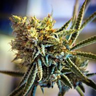 Buddha Tahoe