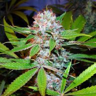 Buddha's Sister
