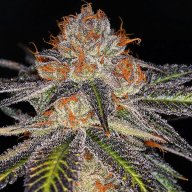 Colorado Bubba