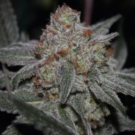 Blue Moonshine