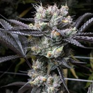 Brain Candy