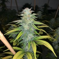 Double Diesel