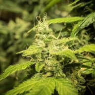 Citrus Kush