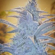GDP Electric