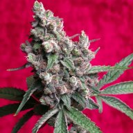CBD Dancehall