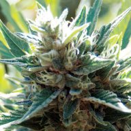 Cali Jack