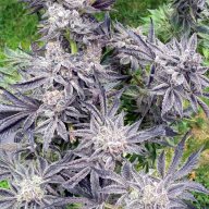 Cookie Wreck