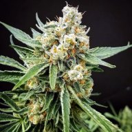 CBD Shark
