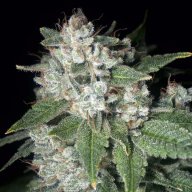 Casper OG
