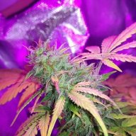 Doctor Jamaica
