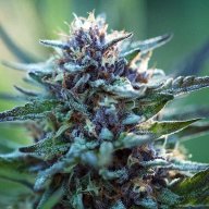 Champagne Diesel