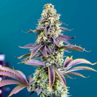 Chem Beyond Diesel CBD