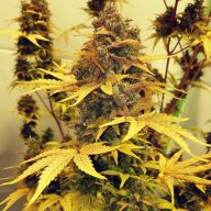 Critical Cheese