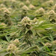 Dakini Kush