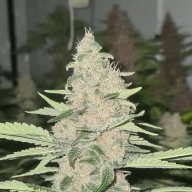 Fat Purple