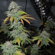 Chem Valley Kush