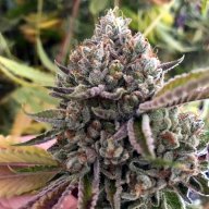 Butter OG