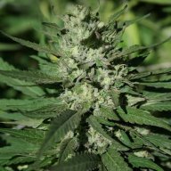 Euphoria Cookies