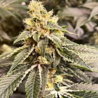 Commerce City Kush
