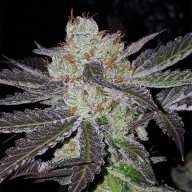 Blue Zombie