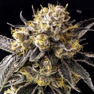 Donna OG