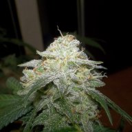 Chocolope Kush
