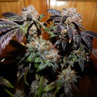 Fire Alien Kush