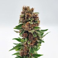 Buckeye Purple