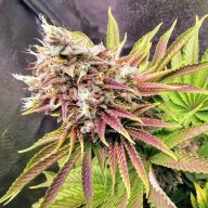 Dutch Kush