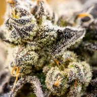 Bubba Berry