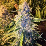 Critical 47