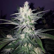 Cotton Purple Chem