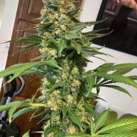 Cherry Grapefruit