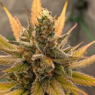Durban Cheese