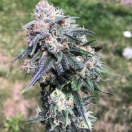 Blood Orange Kush