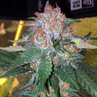 Blue Treat