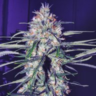 California Grapefruit