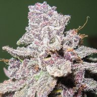 Cocoa Kush